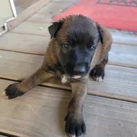 Fred, a male Belgian Malinois for sale in Evansville, IN – Photo 2 of 2