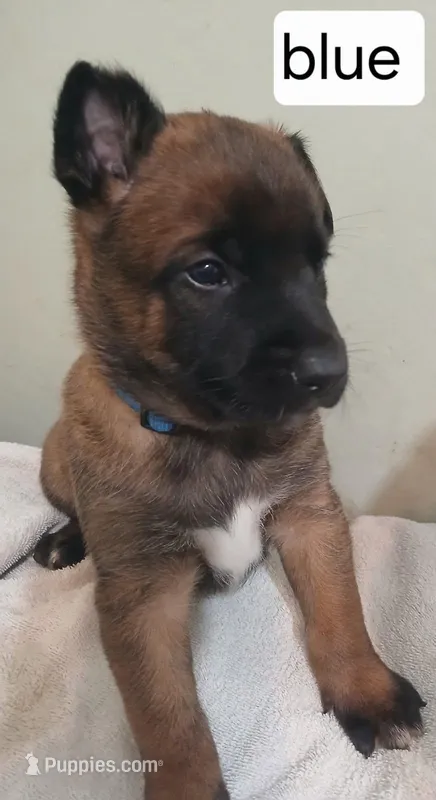 Fred – Belgian Malinois puppy for sale in Evansville, IN