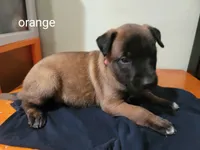 Rex, a male Belgian Malinois for sale in Evansville, IN – Photo 3 of 3