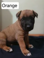 Rex, a male Belgian Malinois for sale in Evansville, IN – Photo 2 of 3