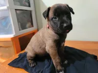 Rex, a male Belgian Malinois for sale in Evansville, IN – Photo 1 of 3