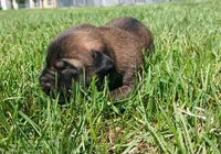 Zorro, a male Belgian Malinois for sale in Evansville, IN – Photo 8 of 8