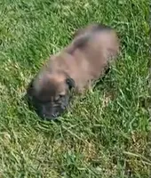 Zorro, a male Belgian Malinois for sale in Evansville, IN – Photo 5 of 8