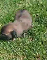 Zorro, a male Belgian Malinois for sale in Evansville, IN – Photo 6 of 8