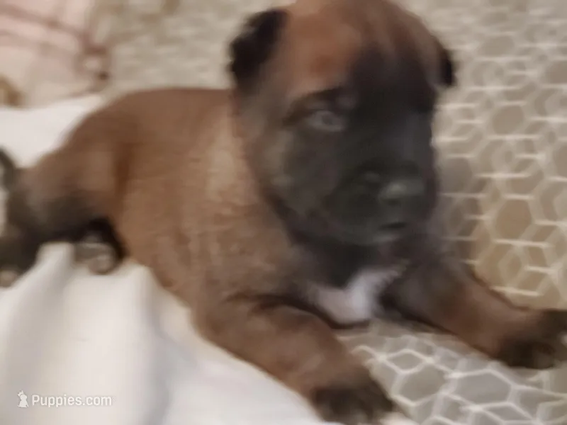 Zorro – Belgian Malinois puppy for sale in Evansville, IN