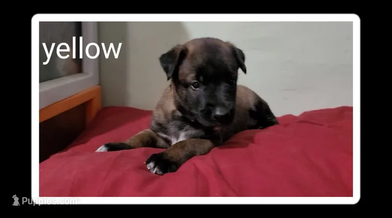 Zorro – Belgian Malinois puppy for sale in Evansville, IN