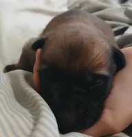 Zorro, a male Belgian Malinois for sale in Evansville, IN – Photo 7 of 8