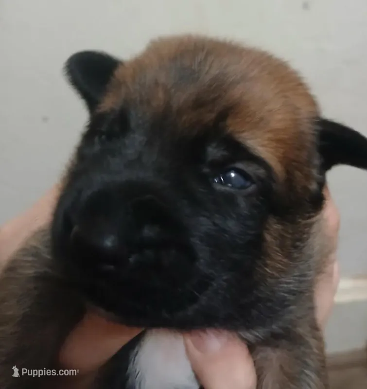 Zorro – Belgian Malinois puppy for sale in Evansville, IN