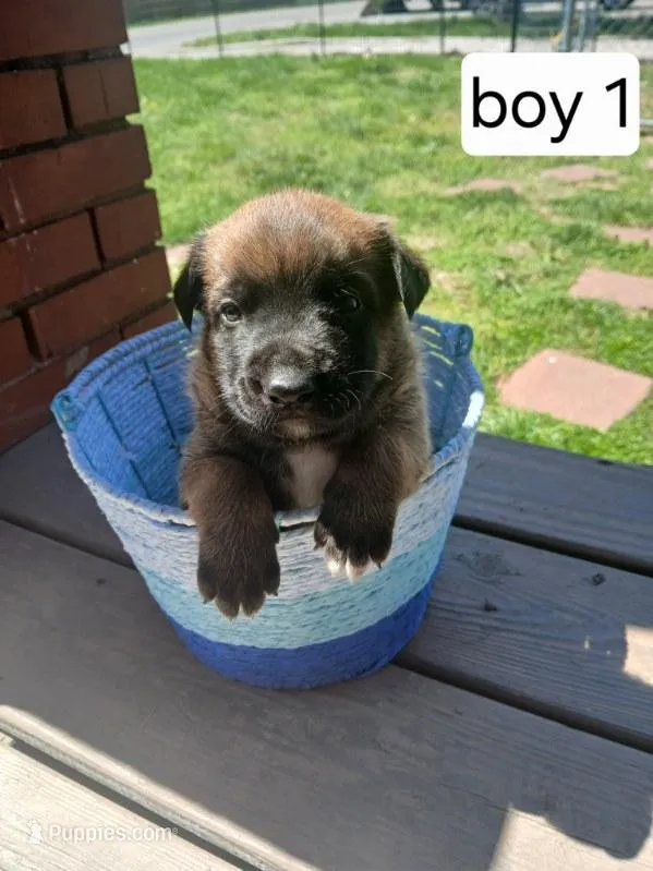 Zorro – Belgian Malinois puppy for sale in Evansville, IN