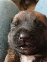 Zorro, a male Belgian Malinois for sale in Evansville, IN – Photo 1 of 8