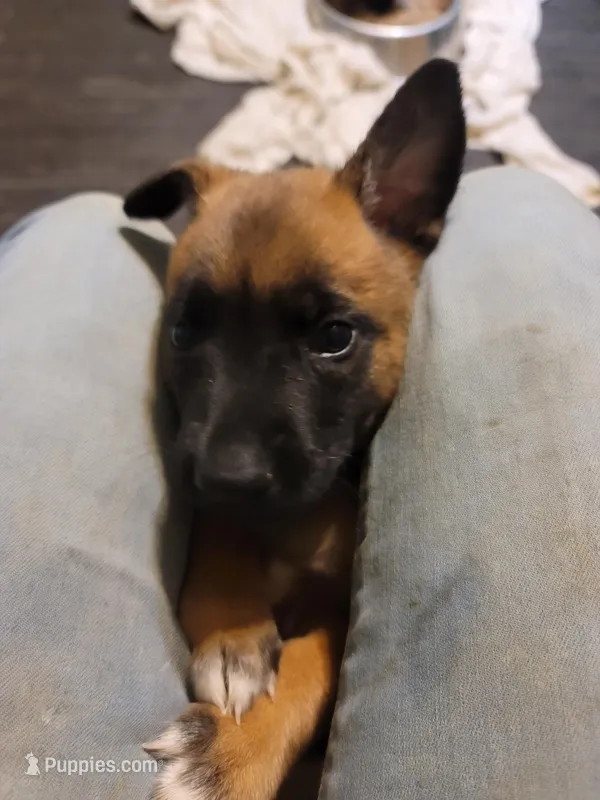 Zorro – Belgian Malinois puppy for sale in Evansville, IN