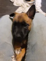 Zorro, a male Belgian Malinois for sale in Evansville, IN – 1 of 1