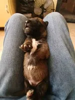 Zorro, a male Belgian Malinois for sale in Evansville, IN – Photo 2 of 8