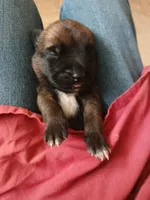 Zorro, a male Belgian Malinois for sale in Evansville, IN – Photo 3 of 8