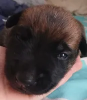 Max, a male Belgian Malinois for sale in Evansville, IN – Photo 3 of 6