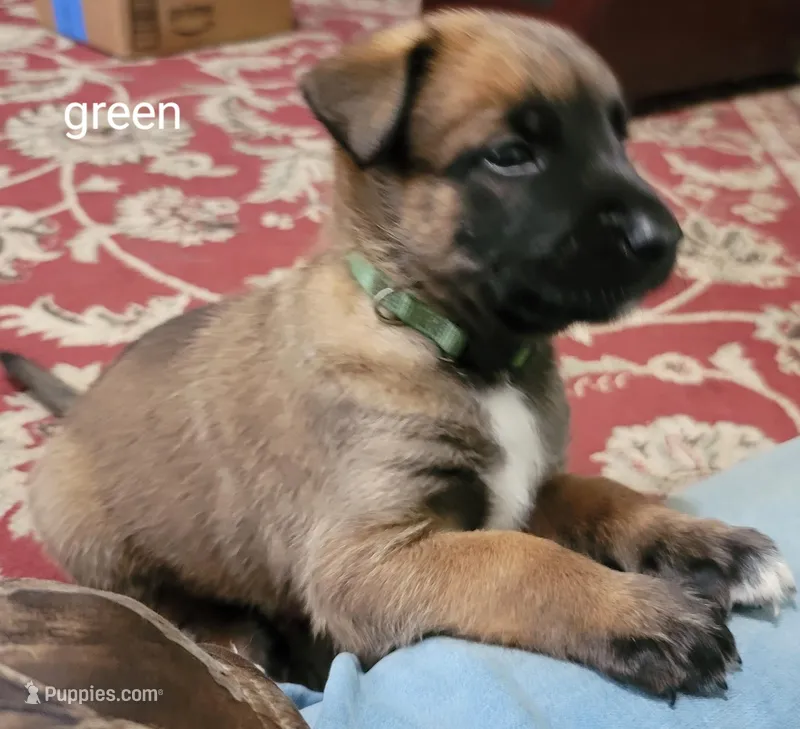 Max – Belgian Malinois puppy for sale in Evansville, IN