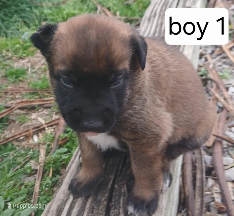 Max, a male Belgian Malinois for sale in Evansville, IN – Photo 1 of 6