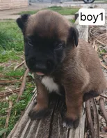 Max, a male Belgian Malinois for sale in Evansville, IN – Photo 2 of 6
