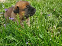 Max, a male Belgian Malinois for sale in Evansville, IN – Photo 6 of 6
