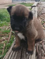 Max, a male Belgian Malinois for sale in Evansville, IN – Photo 4 of 6