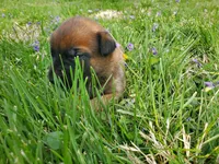 Max, a male Belgian Malinois for sale in Evansville, IN – Photo 5 of 6