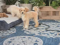 Donny, a male Maltipoo for sale in San Diego, CA – 2 of 10