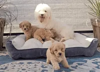 Ben, a male Bichon Frise and Maltipoo for sale in San Diego, CA – 2 of 10