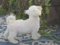 Jaimee, a female Maltipoo and Shih Tzu for sale in San Diego, CA – 8 of 10