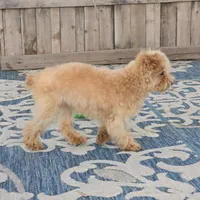 Roxy, a female Maltipoo for sale in San Diego, CA – 4 of 6