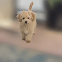 Quinn, a male Maltipoo for sale in San Diego, CA – 3 of 10