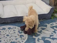 Jewel, a female Maltipoo and Shih Tzu for sale in San Diego, CA – 3 of 10