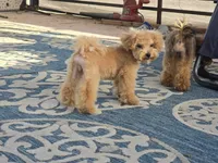 Jewel, a female Maltipoo and Shih Tzu for sale in San Diego, CA – 7 of 10