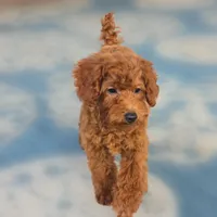 Rubio, a male Poodle - Miniature  for sale in San Diego, CA – 4 of 10