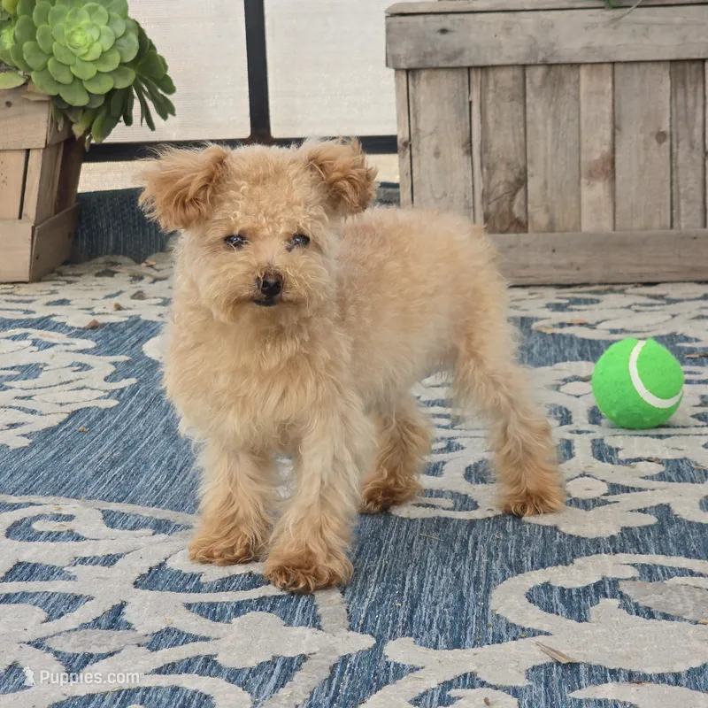 Roxy – Maltipoo puppy for sale in San Diego, CA