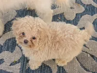 Hiro, a male Maltipoo for sale in San Diego, CA – 7 of 10