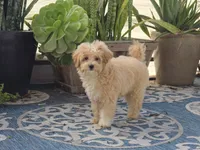 Donny, a male Maltipoo for sale in San Diego, CA – 8 of 10
