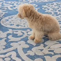 Reba, a female Maltipoo for sale in San Diego, CA – 5 of 6