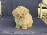 Hiro, a male Maltipoo for sale in San Diego, CA – 9 of 10