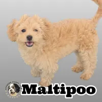 Quinn, a male Maltipoo for sale in San Diego, CA – 2 of 10