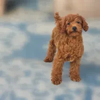 Rubio, a male Poodle - Miniature  for sale in San Diego, CA – 8 of 10