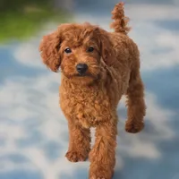 Rubio, a male Poodle - Miniature  for sale in San Diego, CA – 2 of 10
