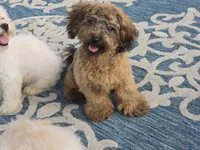 JuJu, a female Maltipoo and Shih Tzu for sale in San Diego, CA – 4 of 10