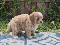 Hugo, a male Maltipoo for sale in San Diego, CA – 8 of 8