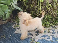 Danni, a female Maltipoo for sale in San Diego, CA – 5 of 10