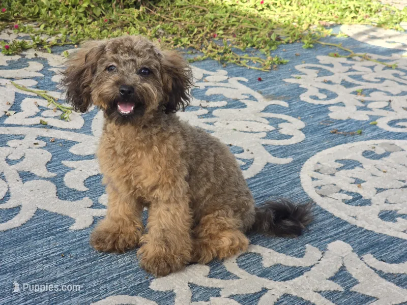 JuJu – Maltipoo, Shih Tzu puppy for sale in San Diego, CA