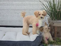 Donny, a male Maltipoo for sale in San Diego, CA – 6 of 10