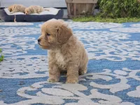 Ben, a male Bichon Frise and Maltipoo for sale in San Diego, CA – 6 of 10