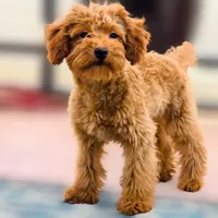 Ray, a male Poodle - Miniature  for sale in San Diego, CA – 2 of 10