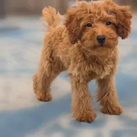 Ray, a male Poodle - Miniature  for sale in San Diego, CA – 3 of 10