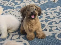 JuJu, a female Maltipoo and Shih Tzu for sale in San Diego, CA – 8 of 10